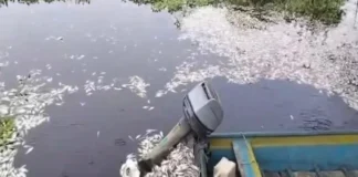 Denuncian mortandad de peces, jaibas y quelonios en la Cuenca del Papaloapan Mortandad de peces en la Cuenca del Papaloapan por contaminación
