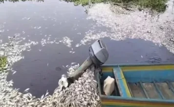 Denuncian mortandad de peces, jaibas y quelonios en la Cuenca del Papaloapan Mortandad de peces en la Cuenca del Papaloapan por contaminación