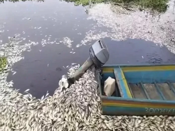 Mortandad de peces en la Cuenca del Papaloapan Mortandad de peces en la Cuenca del Papaloapan por contaminación