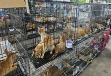 Desmantelan red de comercialización de carne de gato en Vietnam; rescatan cerca de 490 ejemplares Gatos rescatados en una redada contra el tráfico de carne de gato en Vietnam