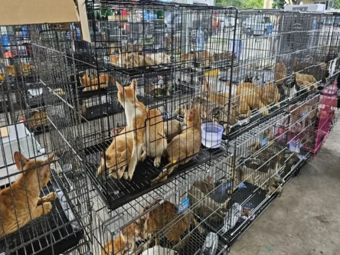 Gatos rescatados en Vietnam Gatos rescatados en una redada contra el tráfico de carne de gato en Vietnam