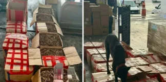 Aseguran mil 873.5 kg de tepezcohuite cuyo destino era Países Bajos Tepezcohuite asegurado en un operativo conjunto en México