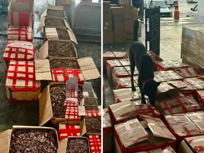 Carga de tepezcohuite asegurada en el Aeropuerto Internacional de la Ciudad de México Tepezcohuite asegurado en un operativo conjunto en México