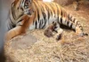 Escapa tigre de centro de resguardo de la Semarnat en Edomex; piden estar alerta Tigre escapa de centro de resguardo de Semarnat en Edomex, piden alerta