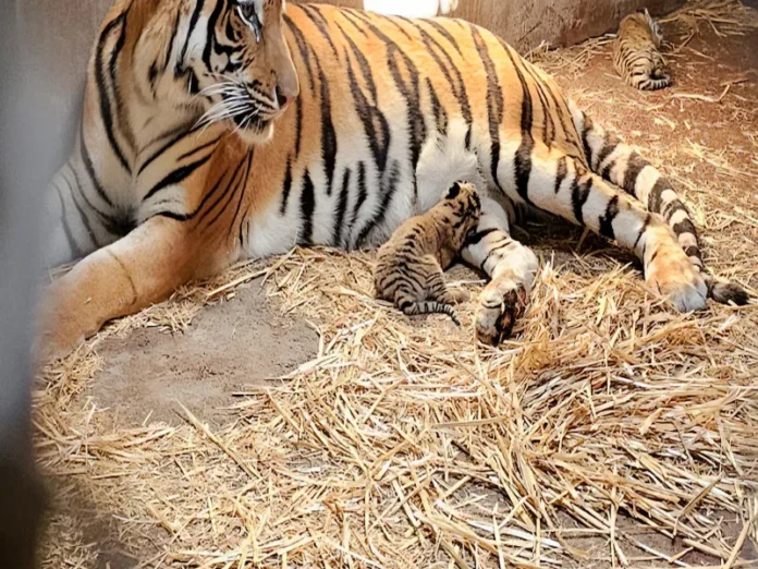 Tigre escapa de centro de resguardo de Semarnat en Edomex, piden alerta