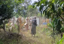 Enjambre de abejas irrumpe en sepelio y deja 30 personas con lesiones en Rafael Delgado Un enjambre de abejas ataca a personas en un sepelio en Veracruz, causando lesiones a decenas de personas en el ataque de abejas