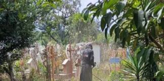 Enjambre de abejas irrumpe en sepelio y deja 30 personas con lesiones en Rafael Delgado Un enjambre de abejas ataca a personas en un sepelio en Veracruz, causando lesiones a decenas de personas en el ataque de abejas
