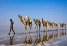 «Les salen ampollas en las patas y la arena les quema la piel»: ni los camellos se libran de los efectos del calor extremo en África Camellos en África sufren por el calor extremo y la sequía