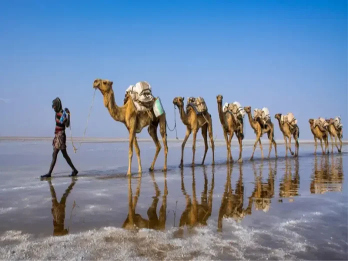 Camellos en África sufren por el calor extremo Camellos en África sufren por el calor extremo y la sequía