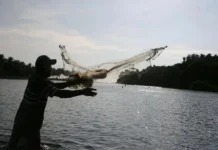 Pescadores de Veracruz denuncian ingreso de forasteros para capturar cangrejo azul Cangrejo azul capturado ilegalmente en Veracruz, México