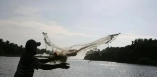 Pescadores de Veracruz denuncian ingreso de forasteros para capturar cangrejo azul Cangrejo azul capturado ilegalmente en Veracruz, México