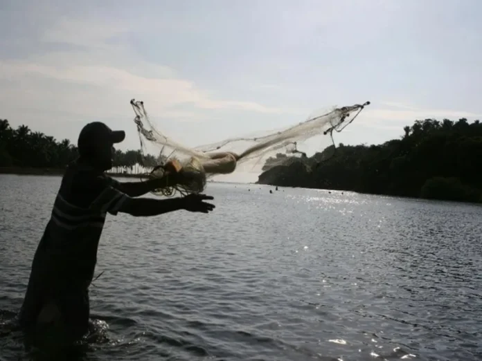 Cangrejo azul en peligro por la pesca ilegal Cangrejo azul capturado ilegalmente en Veracruz, México