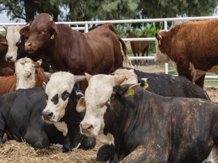 Ganado mexicano afectado por el cierre fronterizo con EU debido al gusano barrenador