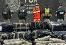 Decomisan más de una tonelada de marihuana en carretera de Tabasco; hay un detenido Más de una tonelada de marihuana en Tabasco asegurada por elementos de seguridad