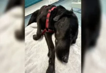 Rescatan en alta montaña a perro que comió cannabis por accidente Perro llamado Tokyo rescatado en la montaña después de ingerir cannabis