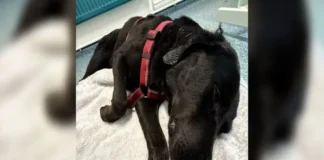 Rescatan en alta montaña a perro que comió cannabis por accidente Perro llamado Tokyo rescatado en la montaña después de ingerir cannabis