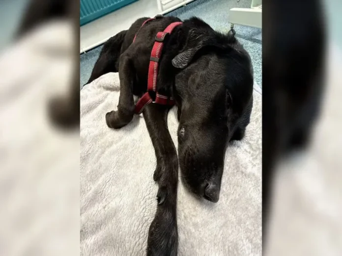 Perro rescatado después de ingerir cannabis Perro llamado Tokyo rescatado en la montaña después de ingerir cannabis
