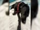Rescatan en alta montaña a perro que comió cannabis por accidente Perro llamado Tokyo rescatado en la montaña después de ingerir cannabis