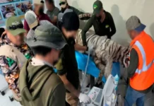 Muere tigre de Bengala que se escapó de un centro de resguardo; le dispararon tras fallar en sedarlo Imagen de un tigre de Bengala, especie que se escapó de un centro de resguardo