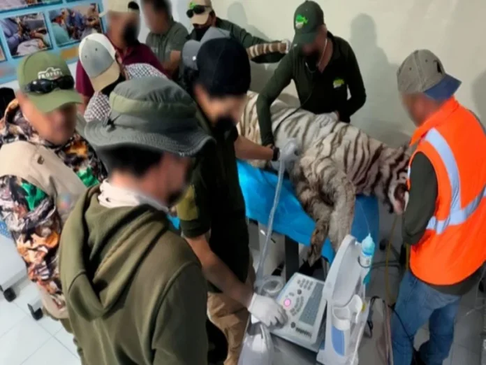 Tigre de Bengala muere en Estado de México Imagen de un tigre de Bengala, especie que se escapó de un centro de resguardo