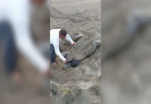 Crisis económica golpea a campamentos tortugueros en Veracruz y complica cuidado de cinco especies Tortugueros en Veracruz enfrentan crisis económica y necesitan apoyo para cuidar especies