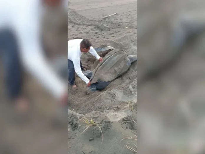Tortugueros en Veracruz enfrentan crisis económica y necesitan apoyo para cuidar especies