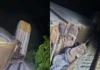 Tren Interoceánico se descarrila en la misma zona del accidente de hace casi siete meses Vagones del Tren Interoceánico descarrilados en la Línea Z de Oaxaca