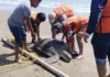 Investigan ataque con arma blanca contra tortuga verde en Veracruz En un primer momento se difundió que la tortuga había sido auxiliada y trasladada nuevamente al agua, pero una valoración posterior confirmó que ya se encontraba sin vida.
