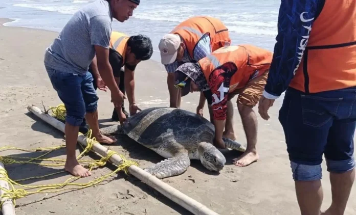En un primer momento se difundió que la tortuga había sido auxiliada y trasladada nuevamente al agua, pero una valoración posterior confirmó que ya se encontraba sin vida.