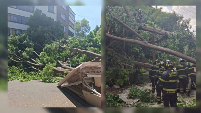 CdMx-Árbol La Secretaría de Gestión Integral de Riesgos y Protección Civil (SGIRPC) informó este domingo la caída de un árbol de más de 25 metros de altura en Polanco, Ciudad de México, que afectó la infraestructura de restaurantes, un vehículo y la circulación en la zona.