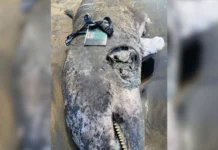 Delfín muerto es encontrado en playas de Coatzacoalcos Un ejemplar de delfín, de aproximadamente dos metros de largo, fue encontrado sin vida en orillas de playas del municipio de Coatzacoalcos, en la zona sur del estado de Veracruz.