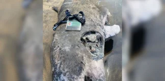 Delfín muerto es encontrado en playas de Coatzacoalcos Un ejemplar de delfín, de aproximadamente dos metros de largo, fue encontrado sin vida en orillas de playas del municipio de Coatzacoalcos, en la zona sur del estado de Veracruz.