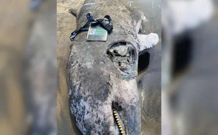 Delfín-Coatza Un ejemplar de delfín, de aproximadamente dos metros de largo, fue encontrado sin vida en orillas de playas del municipio de Coatzacoalcos, en la zona sur del estado de Veracruz.