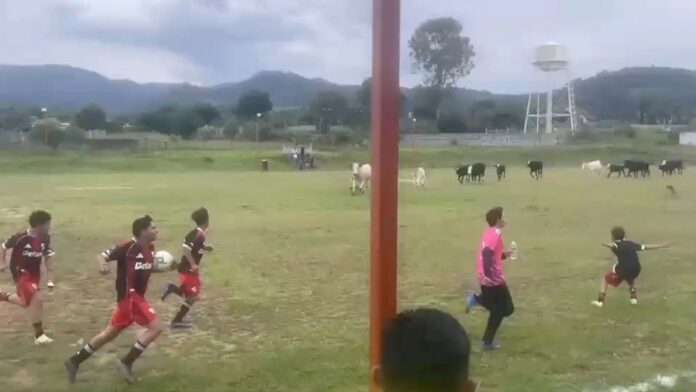 Un partido de futbol amateur que se disputaba en el municipio de Charo, Michoacán, se vio interrumpido de forma abrupta debido a que un grupo de vacas ingresó al campo de juego.
