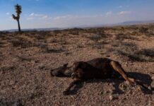 «Sequías más frecuentes e intensas»: termina la COP17 sobre desertificación sin acuerdo mundial vinculante Las reuniones buscan maneras de mantener la productividad en la tierra mientras el cambio climático aumenta la temperatura del planeta y los suelos y paisajes degradados pierden su capacidad de retener agua.
