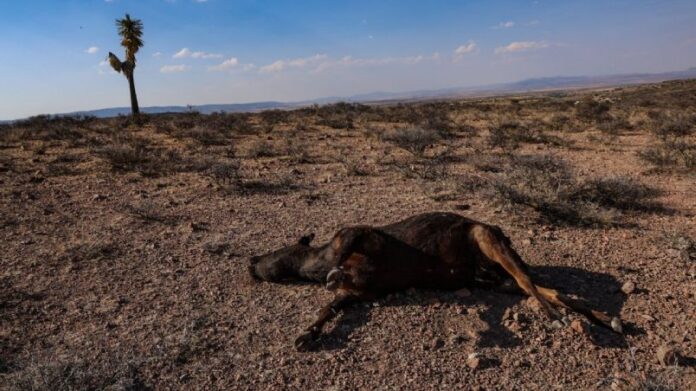 Sequías Las reuniones buscan maneras de mantener la productividad en la tierra mientras el cambio climático aumenta la temperatura del planeta y los suelos y paisajes degradados pierden su capacidad de retener agua.