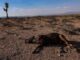«Sequías más frecuentes e intensas»: termina la COP17 sobre desertificación sin acuerdo mundial vinculante Las reuniones buscan maneras de mantener la productividad en la tierra mientras el cambio climático aumenta la temperatura del planeta y los suelos y paisajes degradados pierden su capacidad de retener agua.