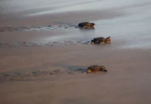 Liberan más de tres mil crías de tortugas marinas en el norte de Veracruz Más de 3 mil crías de tortuga marina fueron liberadas en playas de la zona El Raudal, municipio de Nautla, en norte de Veracruz, gracias al trabajo de organizaciones dedicadas a la preservación y el apoyo de la ciudadanía de la región.