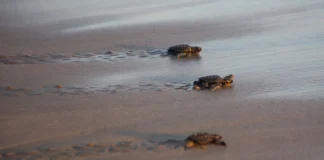 Liberan más de tres mil crías de tortugas marinas en el norte de Veracruz Más de 3 mil crías de tortuga marina fueron liberadas en playas de la zona El Raudal, municipio de Nautla, en norte de Veracruz, gracias al trabajo de organizaciones dedicadas a la preservación y el apoyo de la ciudadanía de la región.