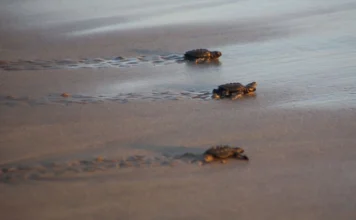 Liberan más de tres mil crías de tortugas marinas en el norte de Veracruz Más de 3 mil crías de tortuga marina fueron liberadas en playas de la zona El Raudal, municipio de Nautla, en norte de Veracruz, gracias al trabajo de organizaciones dedicadas a la preservación y el apoyo de la ciudadanía de la región.