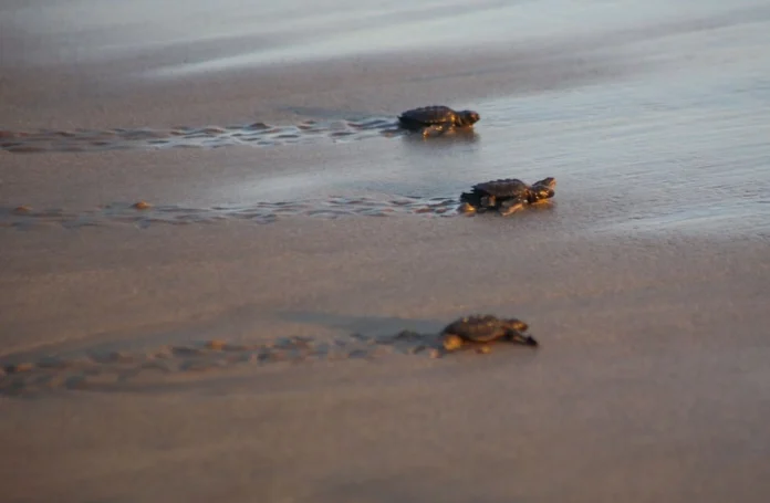 Tortugas Más de 3 mil crías de tortuga marina fueron liberadas en playas de la zona El Raudal, municipio de Nautla, en norte de Veracruz, gracias al trabajo de organizaciones dedicadas a la preservación y el apoyo de la ciudadanía de la región.