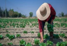 México recibe alerta de Reino Unido tras ola de contagios de ciclosporiasis entre turistas británicos Ciclosporiasis en México: Reino Unido emite alerta para turistas británicos