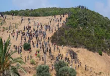 Marruecos detiene a casi 300 migrantes que intentaban cruzar a Ceuta, España Migrantes en Ceuta intentando cruzar la frontera