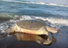 Tortuga verde muere en playas de Veracruz al intentar desovar Tortuga verde muerta en playa de Veracruz al intentar desovar