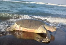 Tortuga verde muere en playas de Veracruz al intentar desovar Tortuga verde muerta en playa de Veracruz al intentar desovar