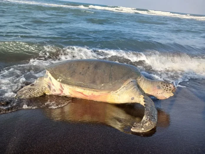 Tortuga verde muerta en playa de Veracruz al intentar desovar