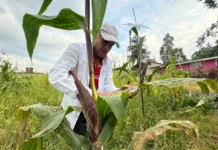Fenómeno «El Niño» reducirá el PIB en México por escasez de agua en zonas agrícolas En México, donde la agricultura representa aproximadamente entre 3 y 4 por ciento del pib, el impacto de El Niño también es muy heterogéneo. En los estados del norte,tiende a aumentar ligeramente las precipitaciones, lo que favorece la actividad agrícola y puede mejorar el rendimiento de los cultivos.