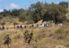 Hallan muerto al esposo de regidora de Temascalapa, Edomex esposo de regidora fallecido en San Mateo Teopancala
