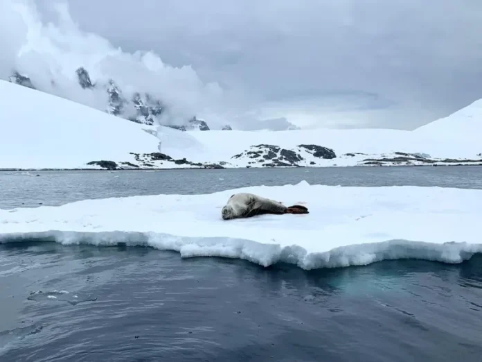 Restos del avión de 1963 descubiertos en el glaciar suizo Restos del avión revelados por el deshielo del glaciar suizo