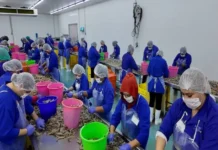 «Huachicamarón» fiscal: contrabando y fraude en aduanas amenazan con hundir a la industria camaronera Imagen del huachicamarón fiscal mostrando carga de camarón sin control